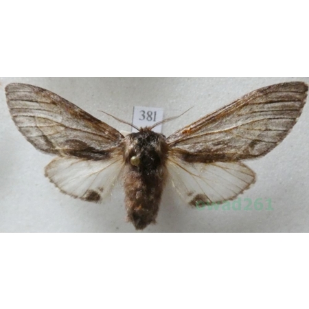 Harpyia milhauseri (Fabricius, 1775) female Wojnica swarożyca Czech38l
